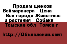 Продам щенков Веймаранера › Цена ­ 30 - Все города Животные и растения » Собаки   . Томская обл.,Томск г.